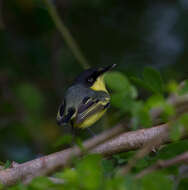 Image of Common Tody-Flycatcher