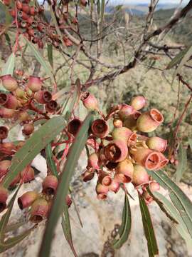 Слика од Corymbia trachyphloia (F. Müll.) K. D. Hill & L. A. S. Johnson