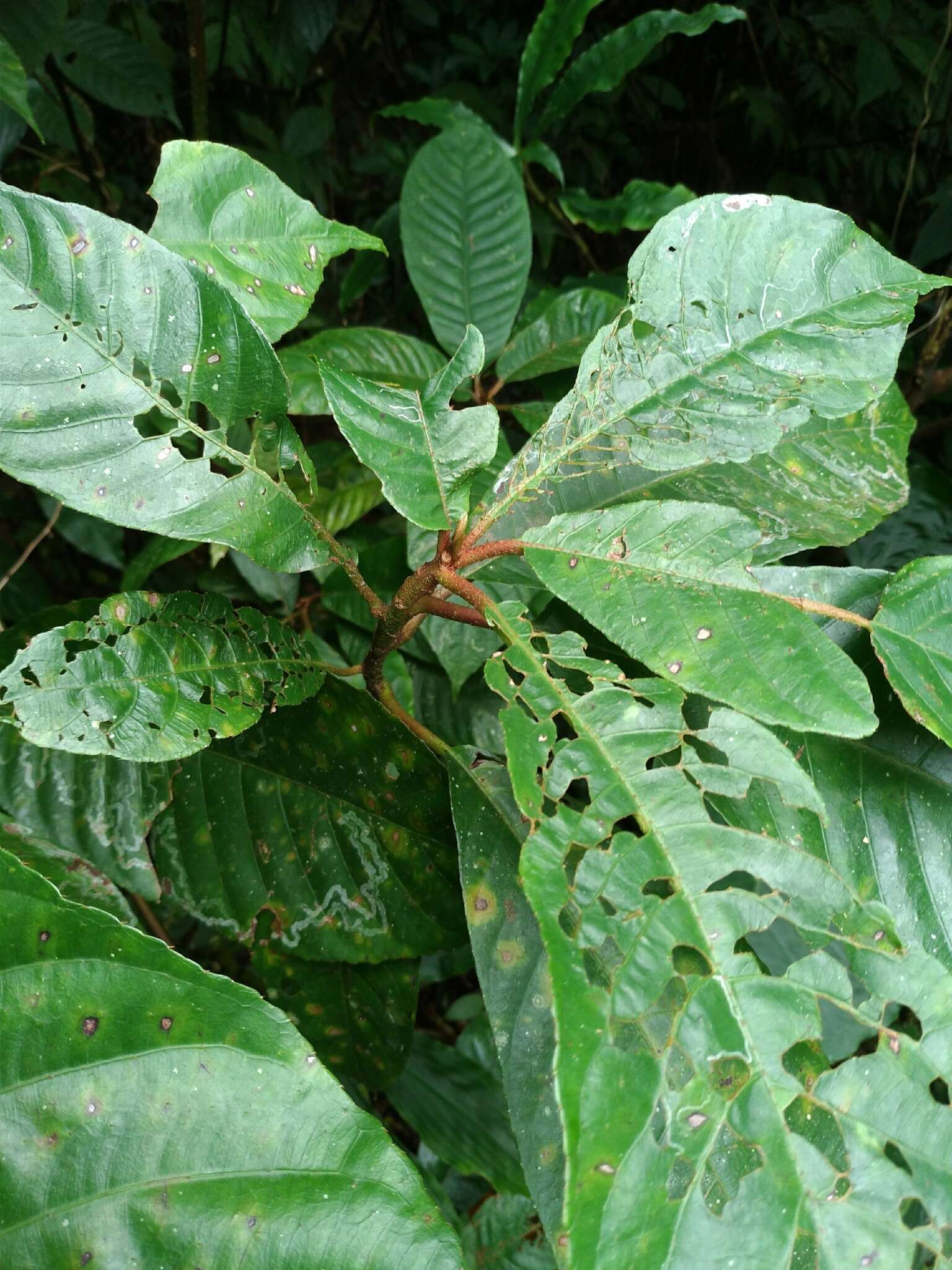 Image of Saurauia tristyla DC.