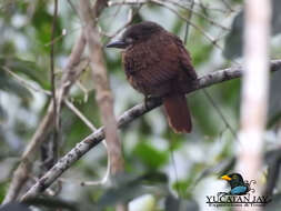 Image of White-whiskered Puffbird