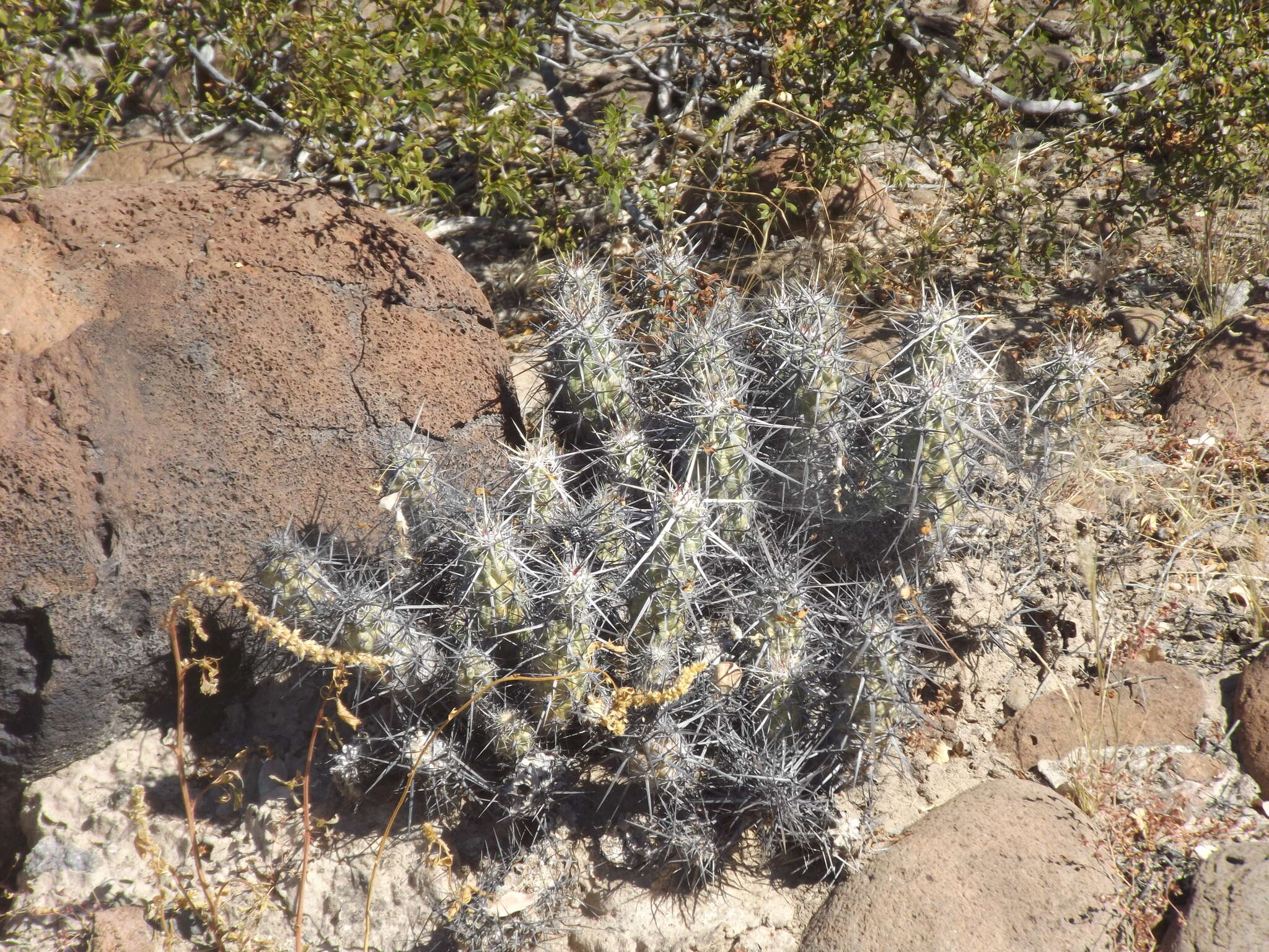 Image of Echinocereus brandegeei (J. M. Coult.) K. Schum.