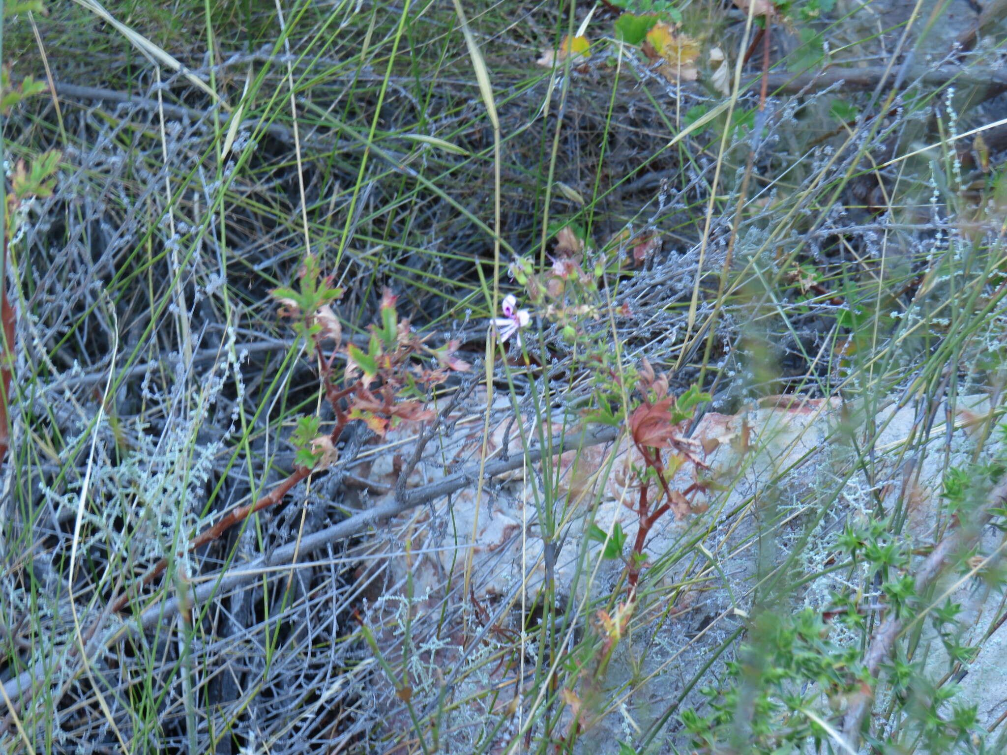 Image of Pelargonium sublignosum Knuth