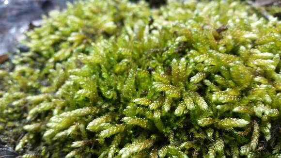 Image of bryoandersonia moss