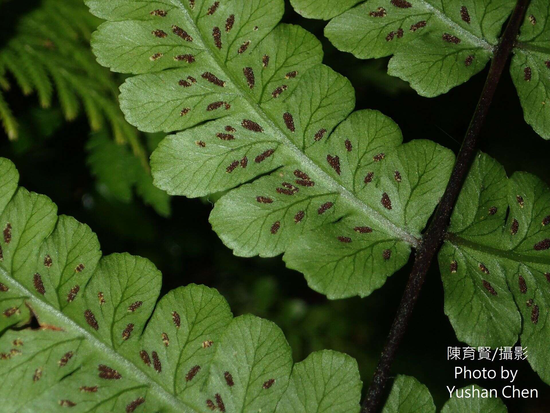 Image of Cornopteris opaca (D. Don) Tag.