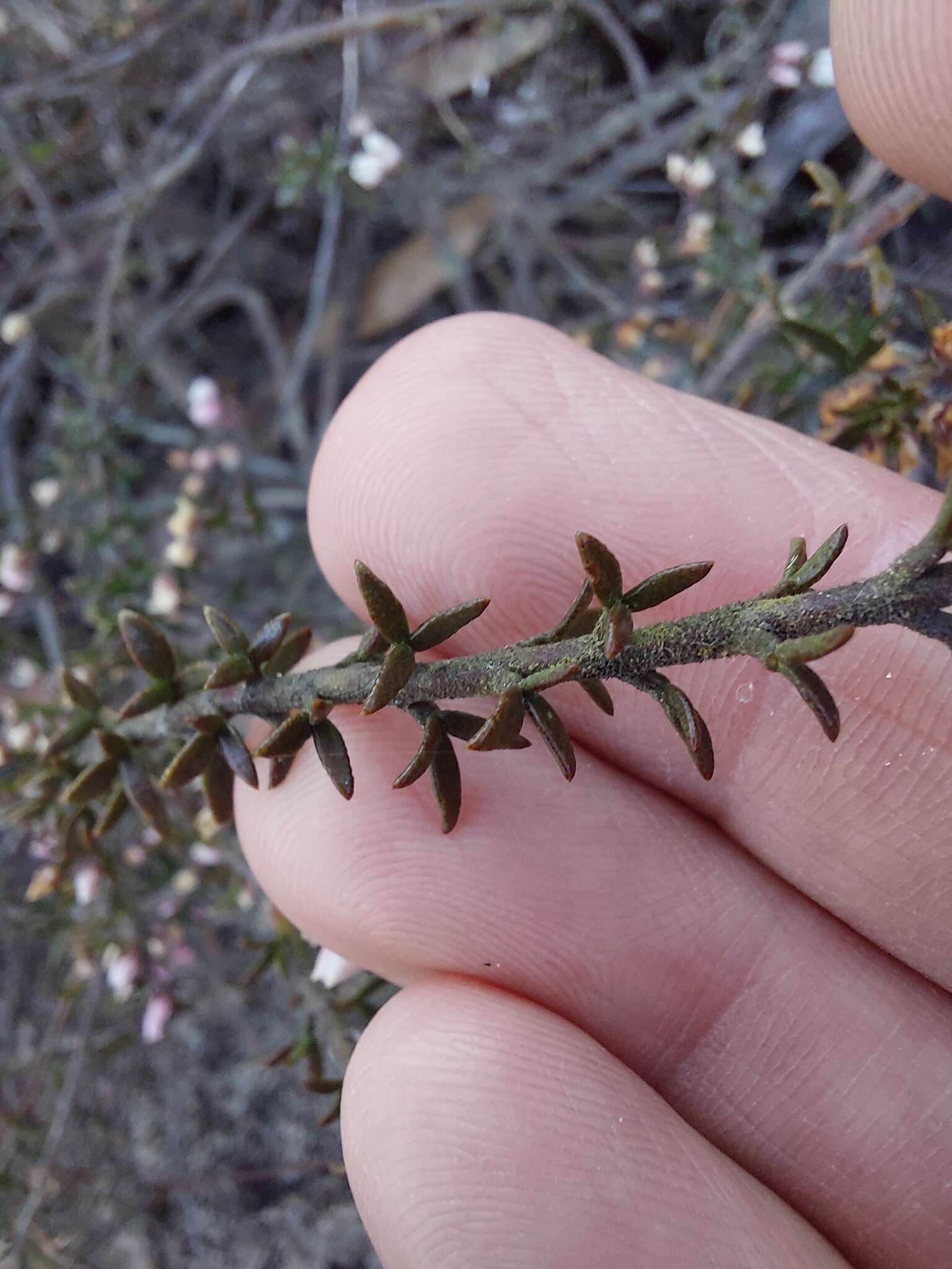 Image of Cyanothamnus rigens