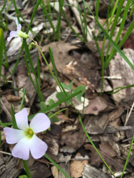 Imagem de Oxalis violacea L.