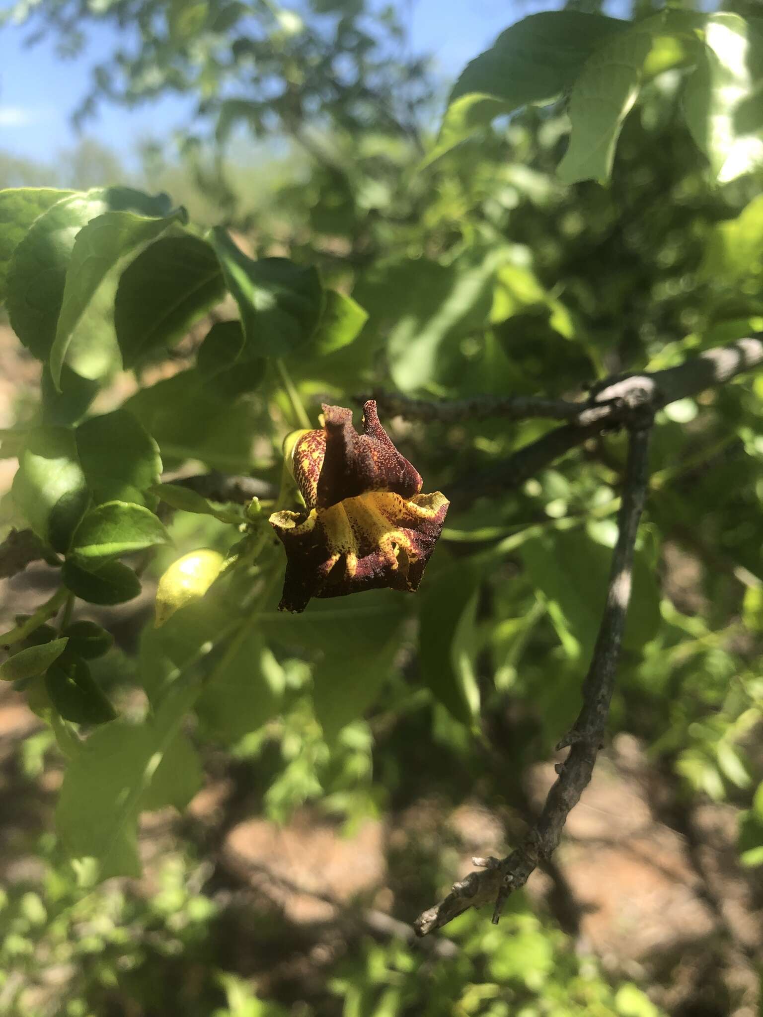 Image of Bean-tree