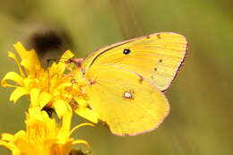 Image of Colias myrmidone (Esper 1781)