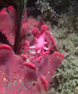 Image of Okenia atkinsonorum Rudman 2007