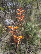 Image of Dyckia remotiflora A. Dietr.