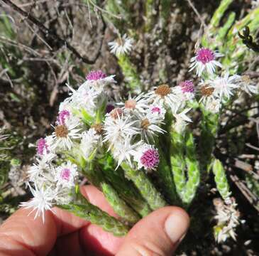 Imagem de Lachnospermum imbricatum (Berg.) Hilliard