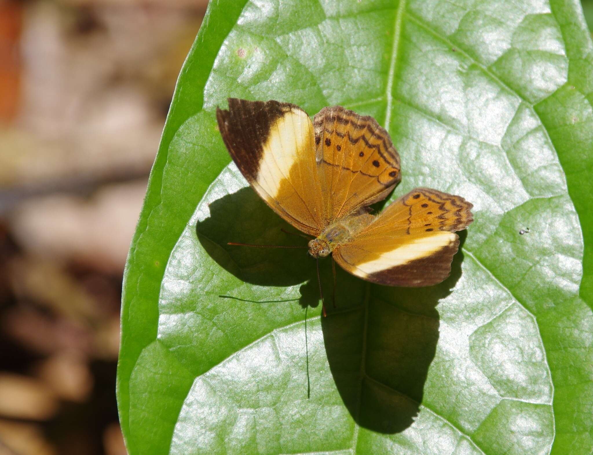 Image of Cirrochroa orissa Felder 1860