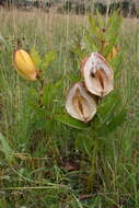 Image of Pachycarpus appendiculatus E. Mey.