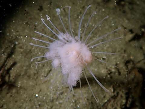 Image of fairy palm hydroid