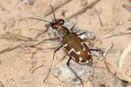 Image of Cicindela (Calomera) sturmii Ménétriés 1832