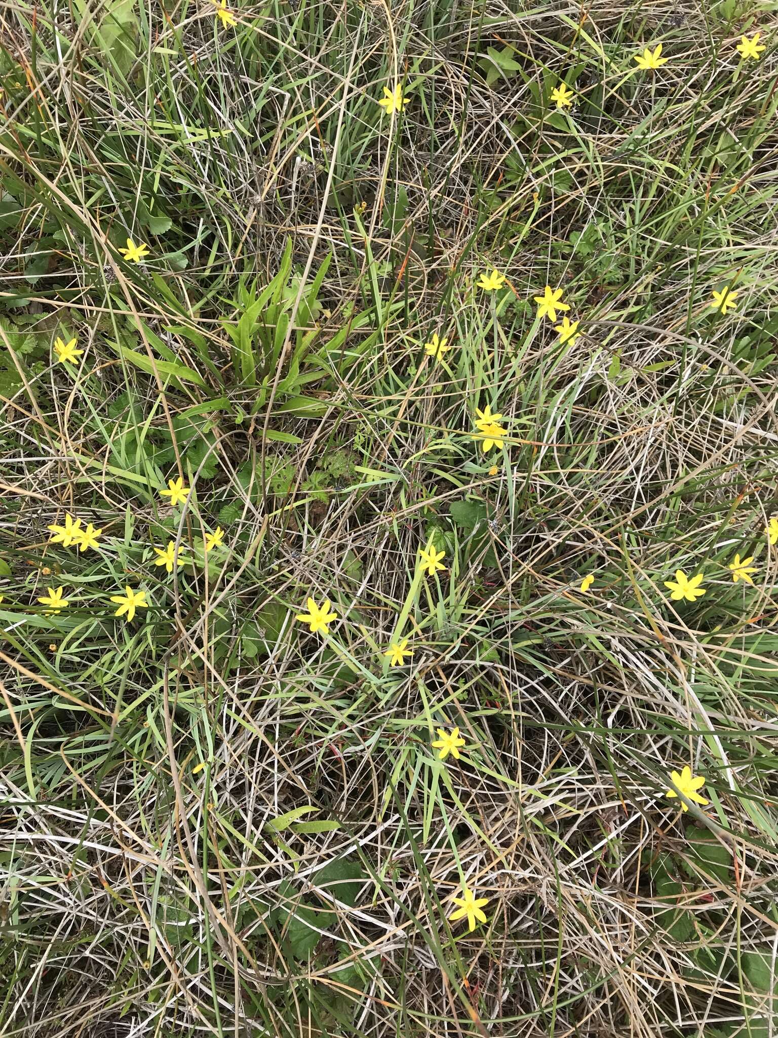 Image of golden blue-eyed grass