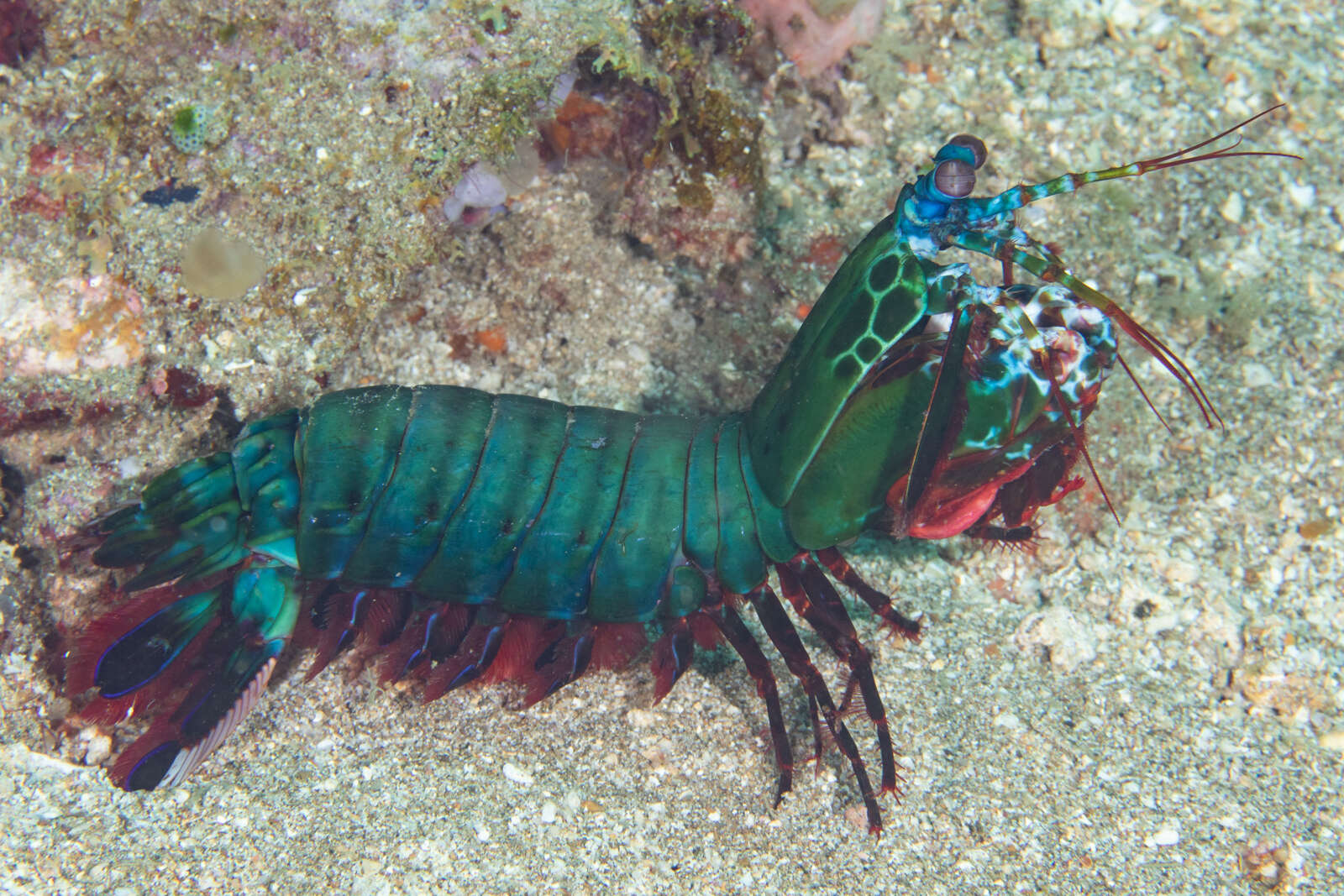 Image of peacock mantis shrimp