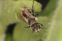 Image of Osmia aurulenta (Panzer 1799)