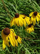 Image of rough coneflower