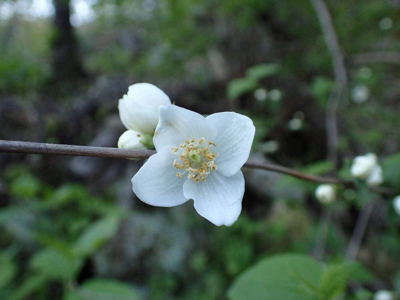 Image of streambank mock orange