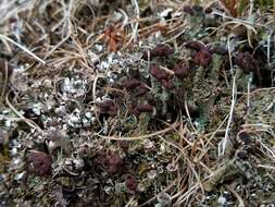 Plancia ëd Cladonia ramulosa (With.) J. R. Laundon