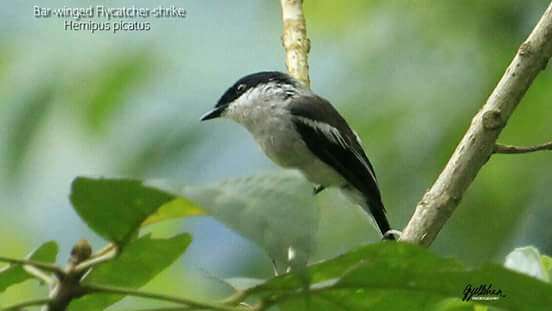 Image of Flycatcher-shrike