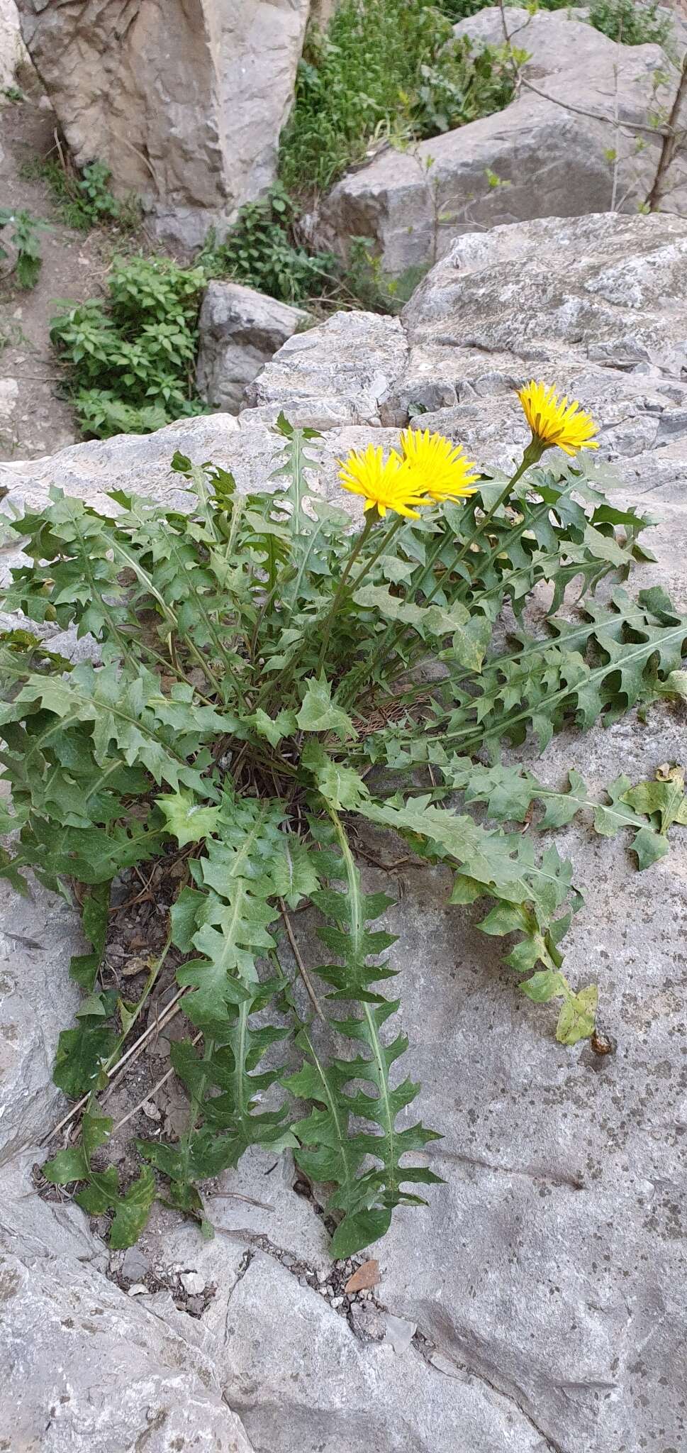 Image of Hyoseris radiata subsp. radiata