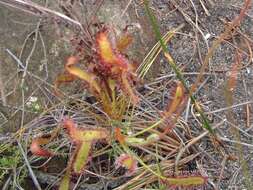 Drosera ramentacea Burch. ex DC.的圖片