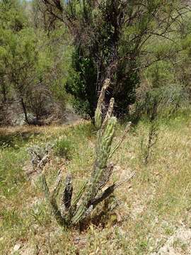 Image of Cylindropuntia californica var. rosarica (G. E. Linds.) Rebman