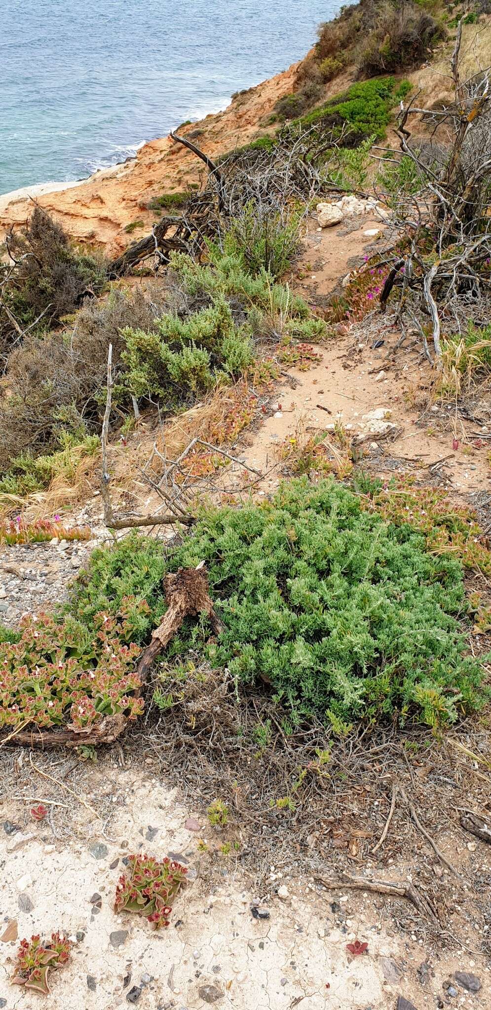 Imagem de Enchylaena tomentosa R. Br.