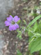 Image of Geranium gracile Ledeb. ex Nordm.