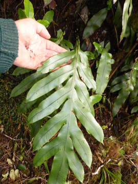 Plancia ëd Austroblechnum colensoi (Hook. fil.) Gasper & V. A. O. Dittrich