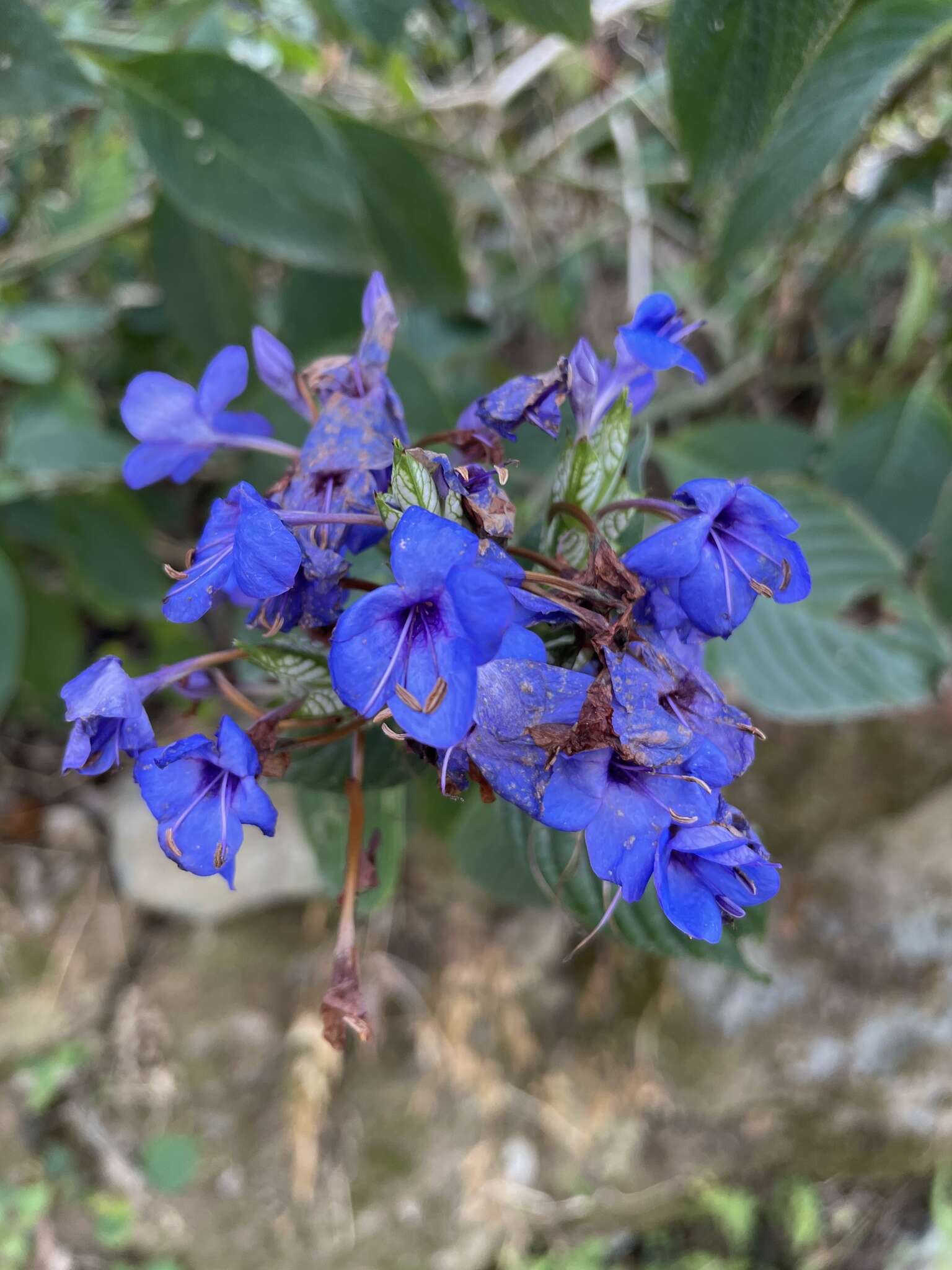 Image of blue-sage