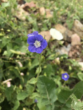 Image of tacky phacelia