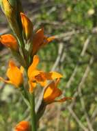 Image of Chloraea chrysantha Poepp.