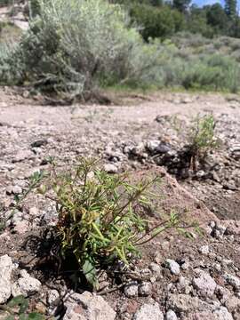 Image of wirestem buckwheat