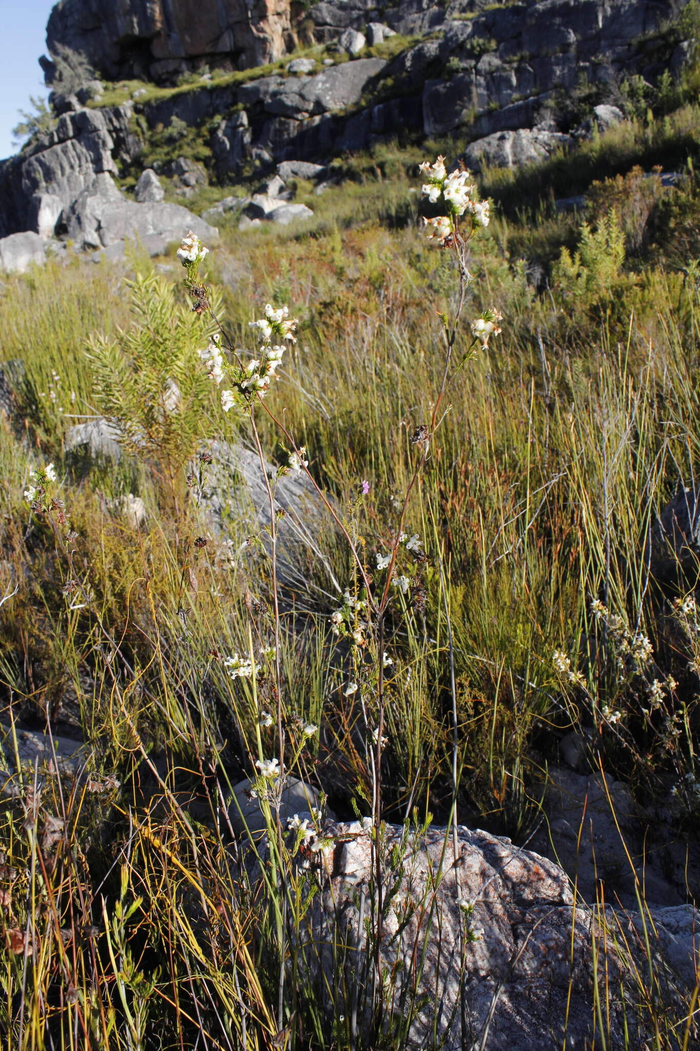 Image of Erica denticulata L.