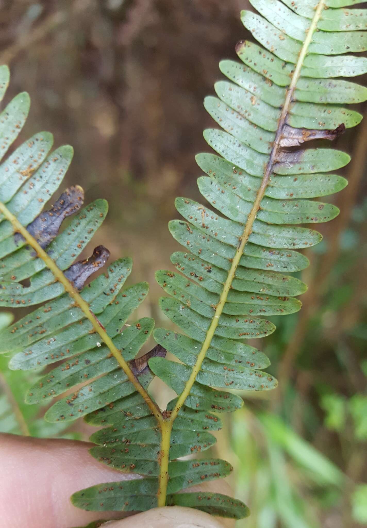 Imagem de Sticherus flagellaris (Bory ex Willd.) Ching