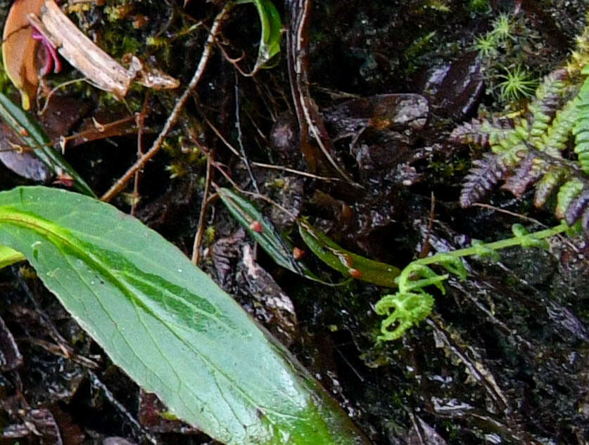 Image of Lepanthes mucronata Lindl.