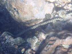 Image of Spotted snake eel