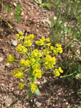 Image of urban spurge