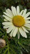 Image of Argyranthemum callichrysum (Svent.) C. J. Humphries