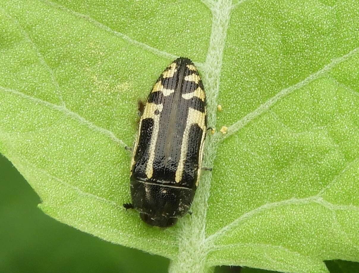 Image of Acmaeodera scalaris Mannerheim 1837