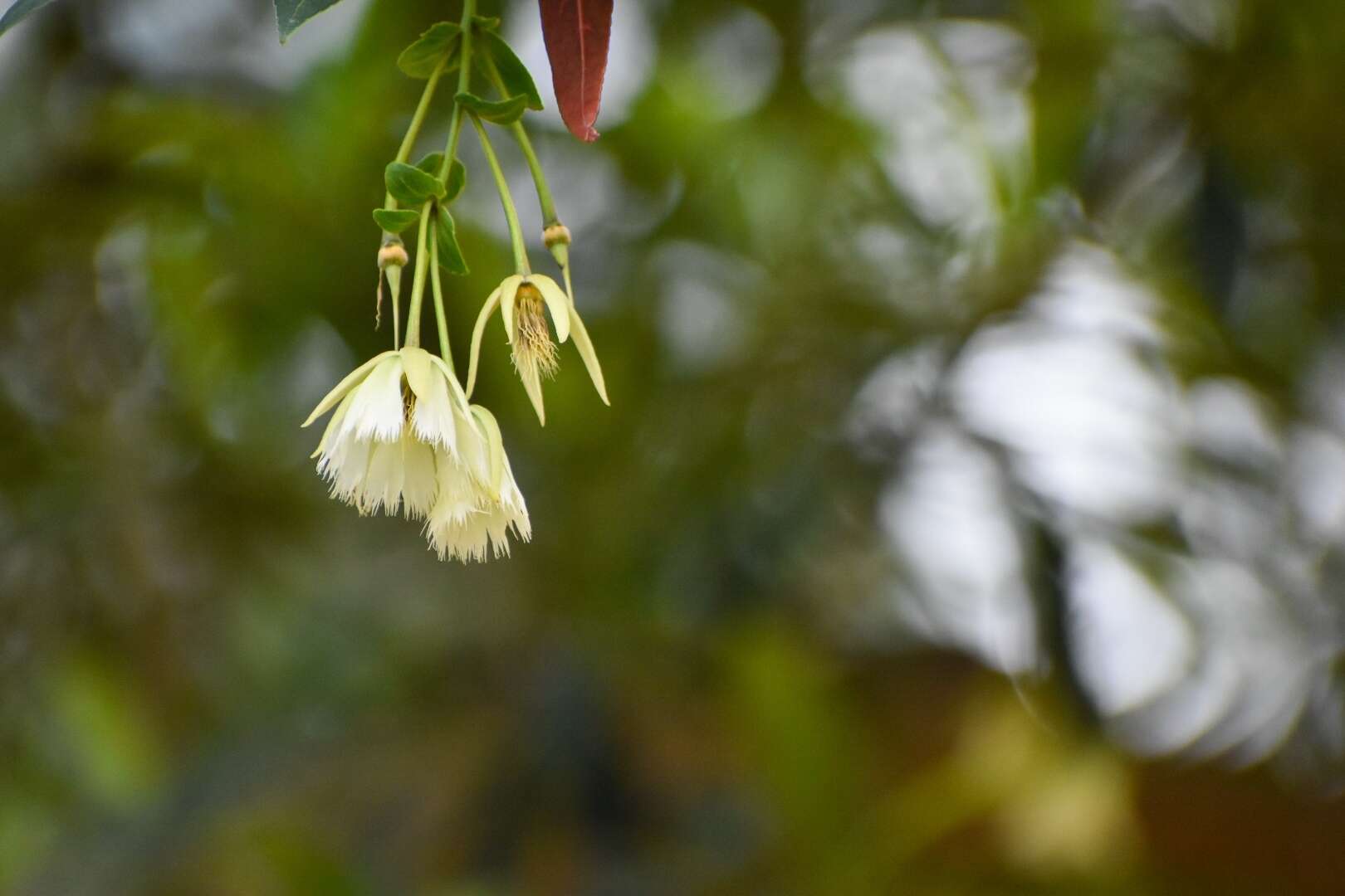 Image of Elaeocarpus hainanensis Oliv.