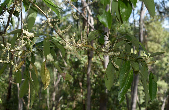 Image of Guioa acutifolia Radlk.