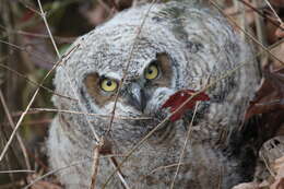 Image of Eagle-owls