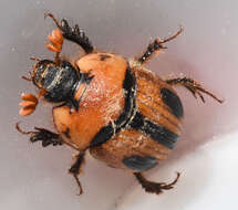 Image of Bolbocerosoma confusum Brown 1928