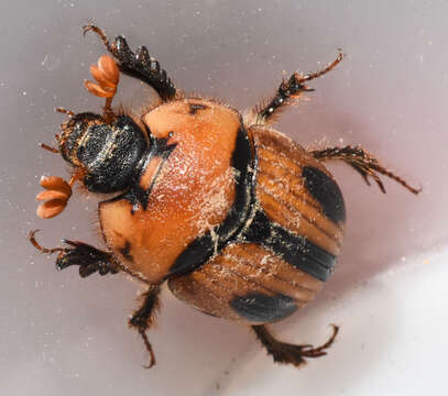 Plancia ëd Bolbocerosoma confusum Brown 1928