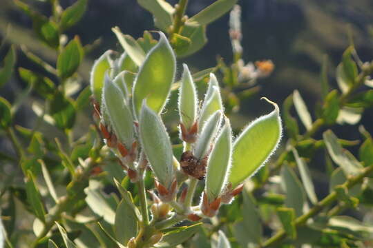 Imagem de <i>Liparia myrtifolia</i>