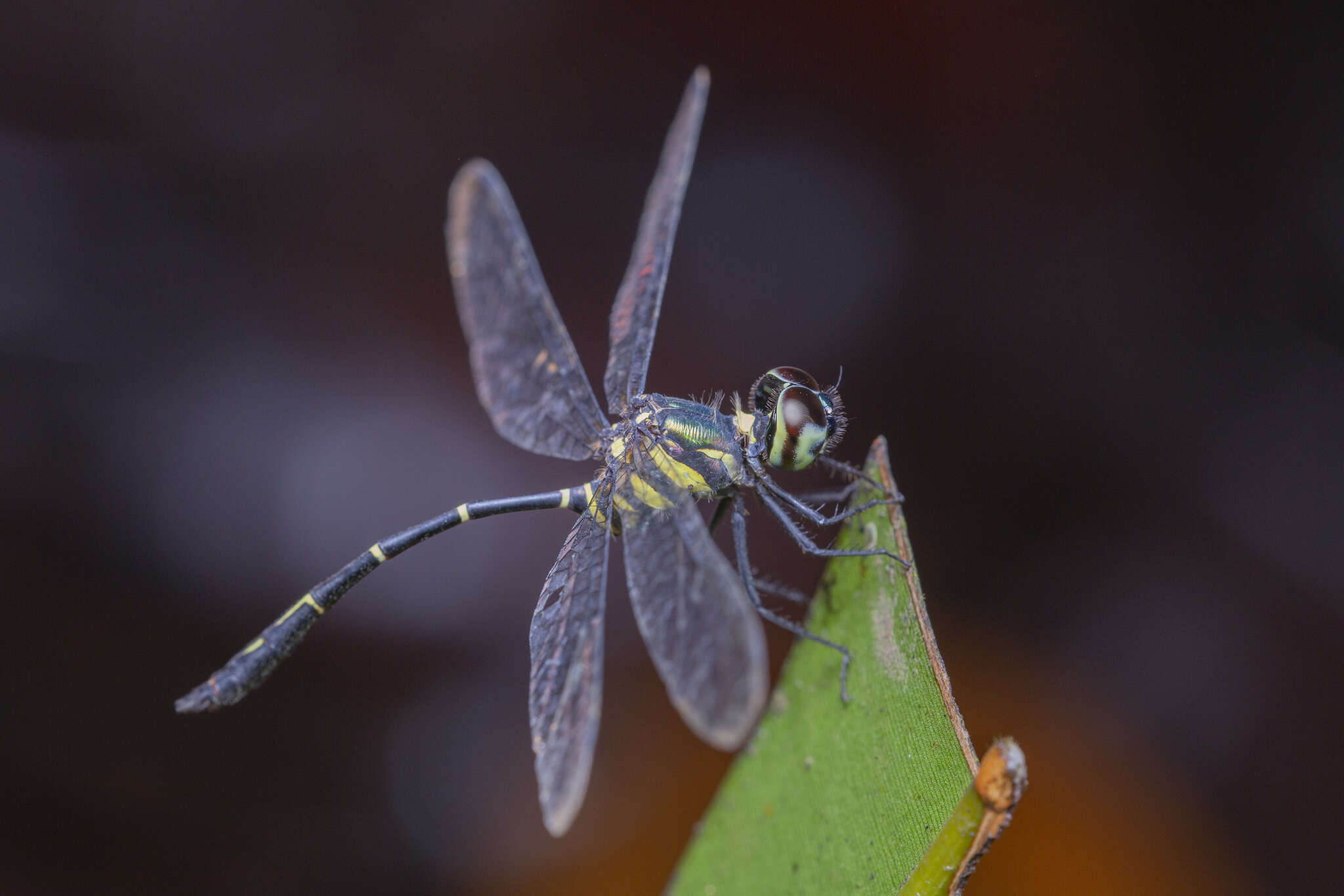 Risiophlebia dohrni (Krüger 1902) resmi